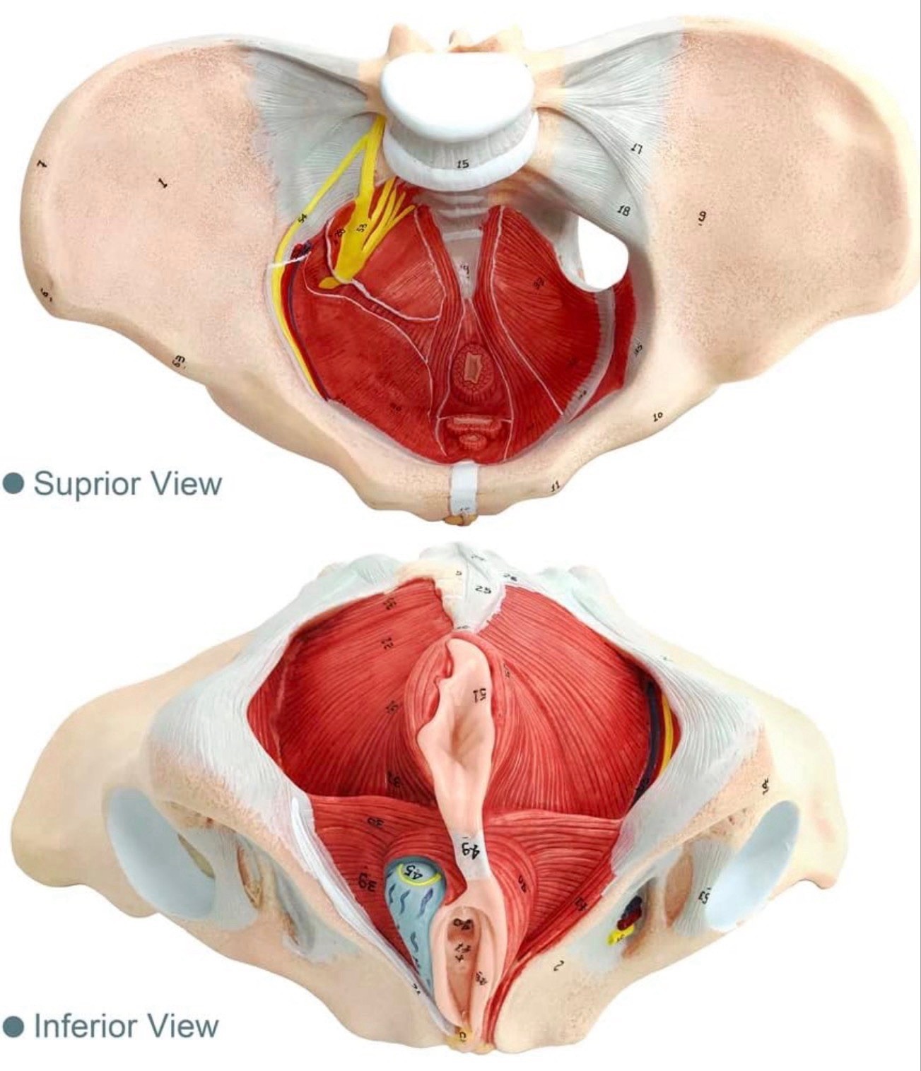 Female Pelvis Model with Pelvic Floor Muscles Perineal Model All in One Female