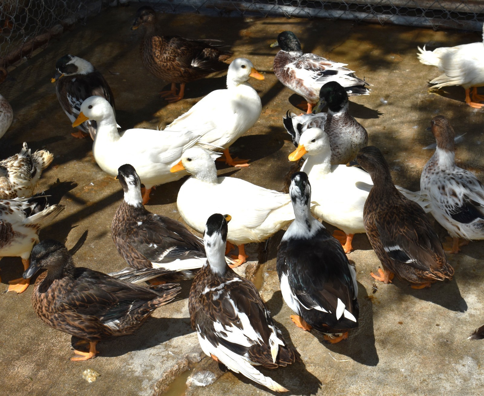 Call Duck Hatching Eggs buying 6 plus 1 free extras Variety of Colors MINI DUCKS