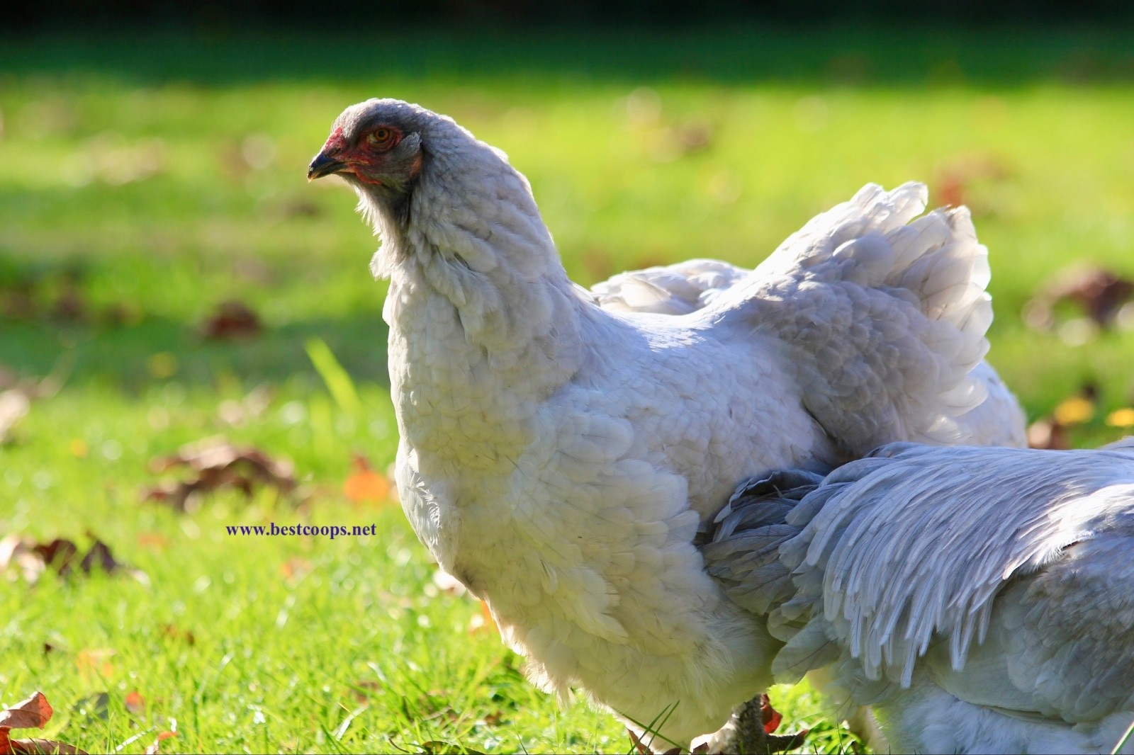 10+ Fertile Brahma Chicken Hatching Eggs Gold Laced Isabella Partridge Lavender
