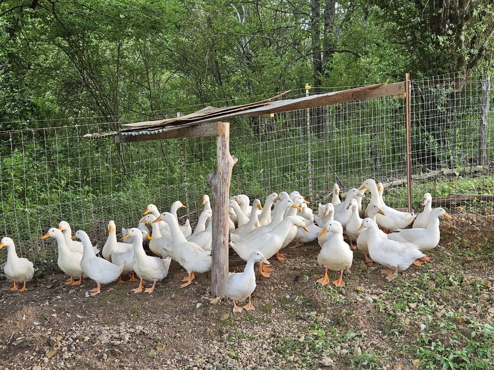 6 Jumbo Pekin Hatching Duck Eggs