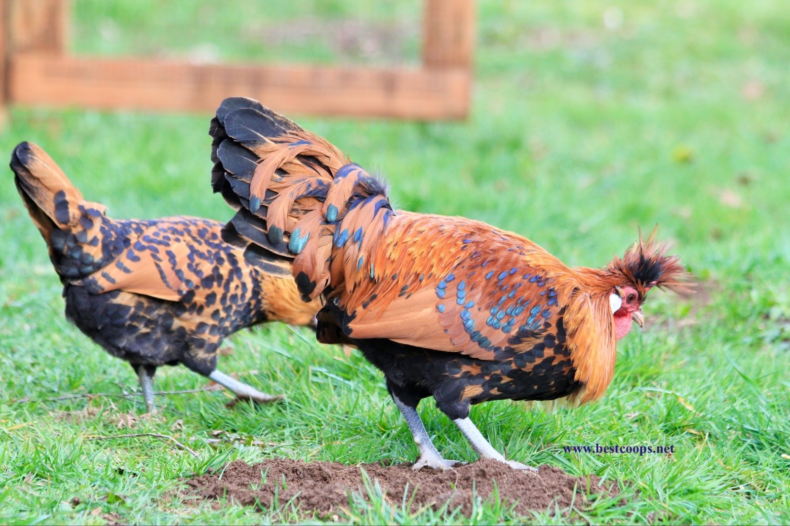 10+ Gold Appenzeller Chicken Hatching Eggs