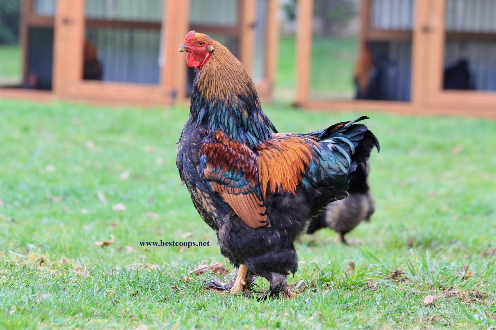 10+ Gold Laced Brahma Fertile Chicken Hatching Eggs Gentle Large Breed