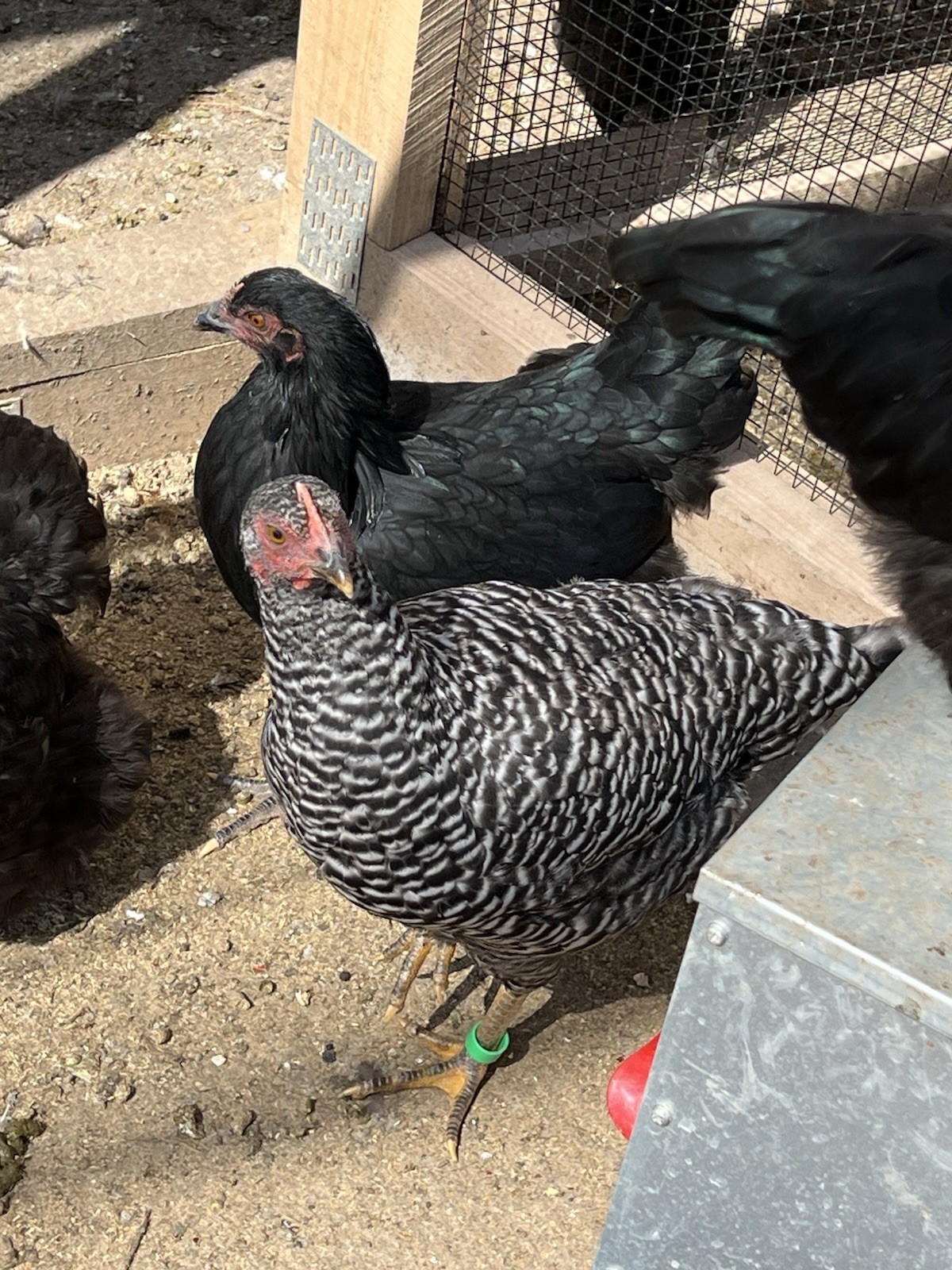 12 Rainbow Barnyard Mix Fertilized Hatching Eggs Free Range Farm Fresh NPIP