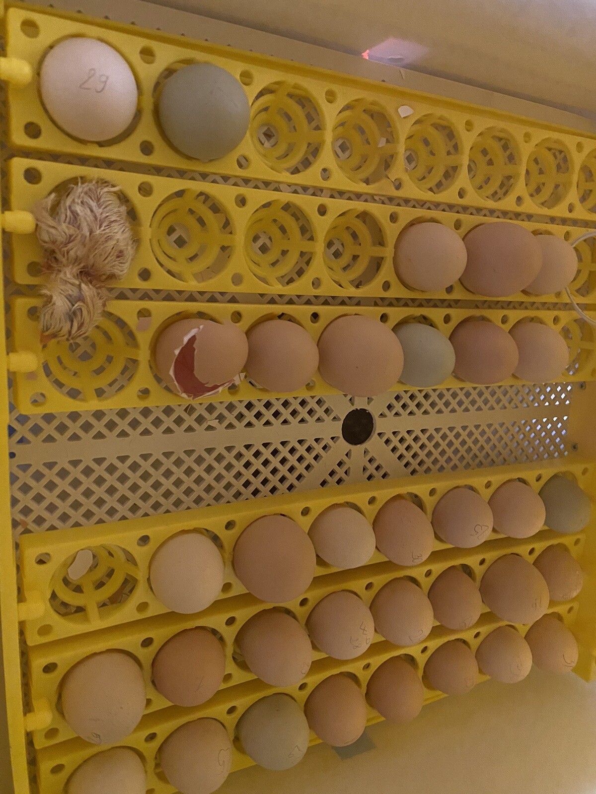 10+ Rare Breed Chicken Fertile Hatching Eggs Orpington, Cochin, Sweddish Flower