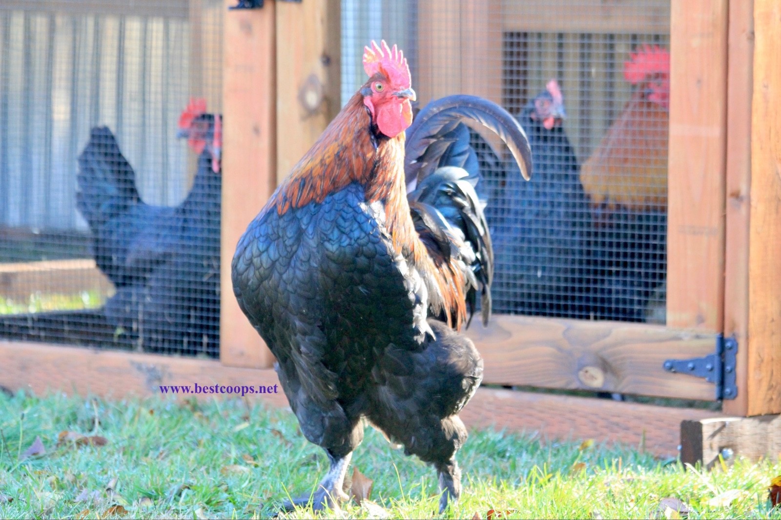 10+ Fertile Black Copper Marans Chicken Hatching Eggs