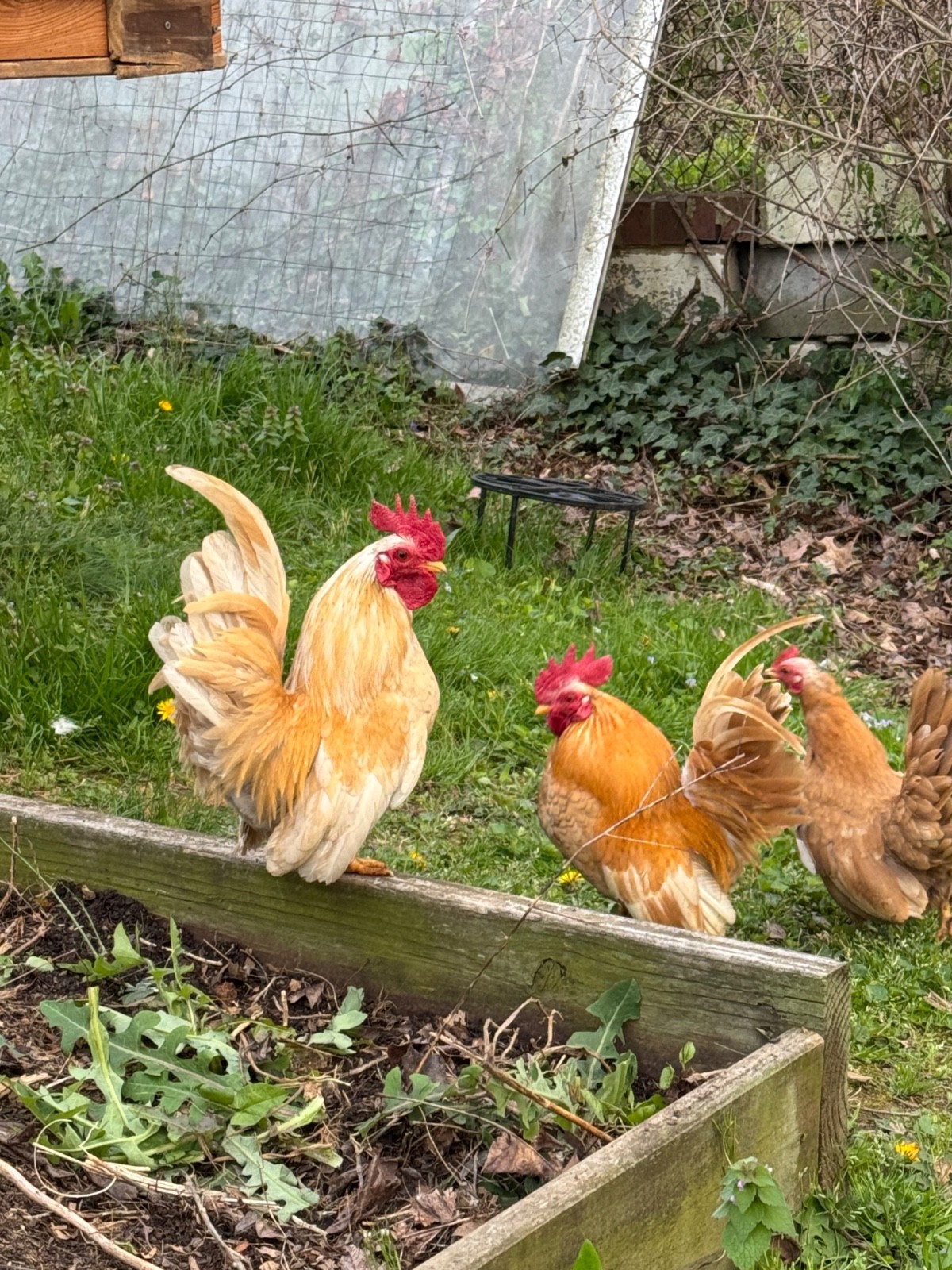 6 + small Show Quality Serama chicken Hatching Eggs