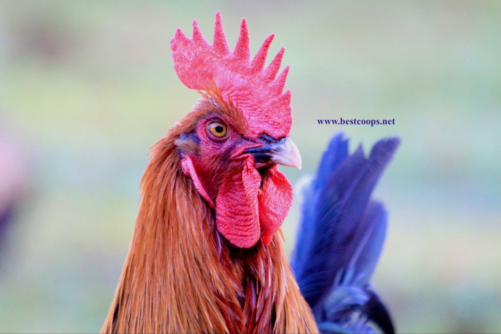 10+ Fertile Black Copper Marans Chicken Hatching Eggs