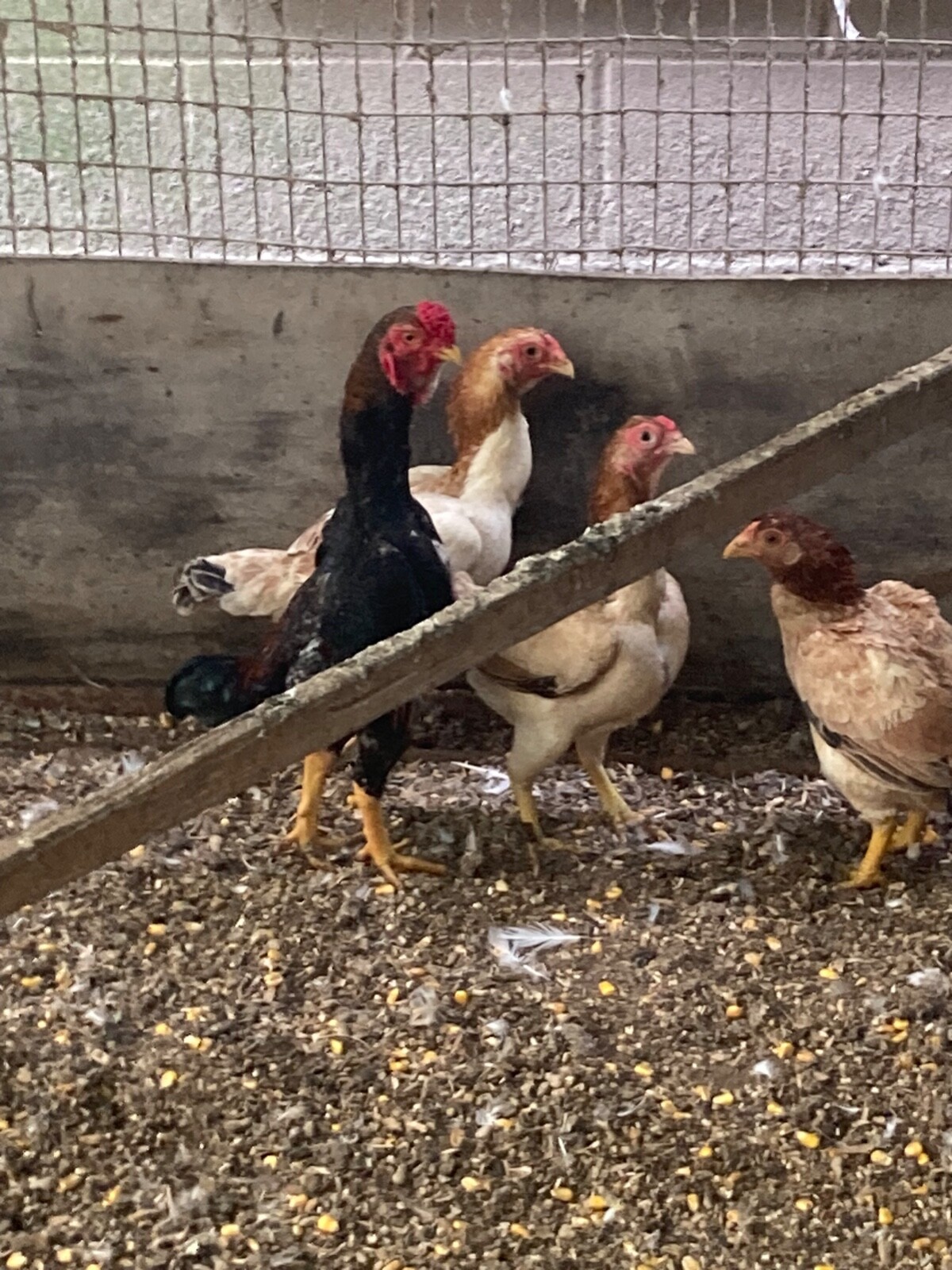 7 KO SHAMO BANTAM EGGS VERY FRESH SUPERB QUALITY these will Ship 2 day FedEx