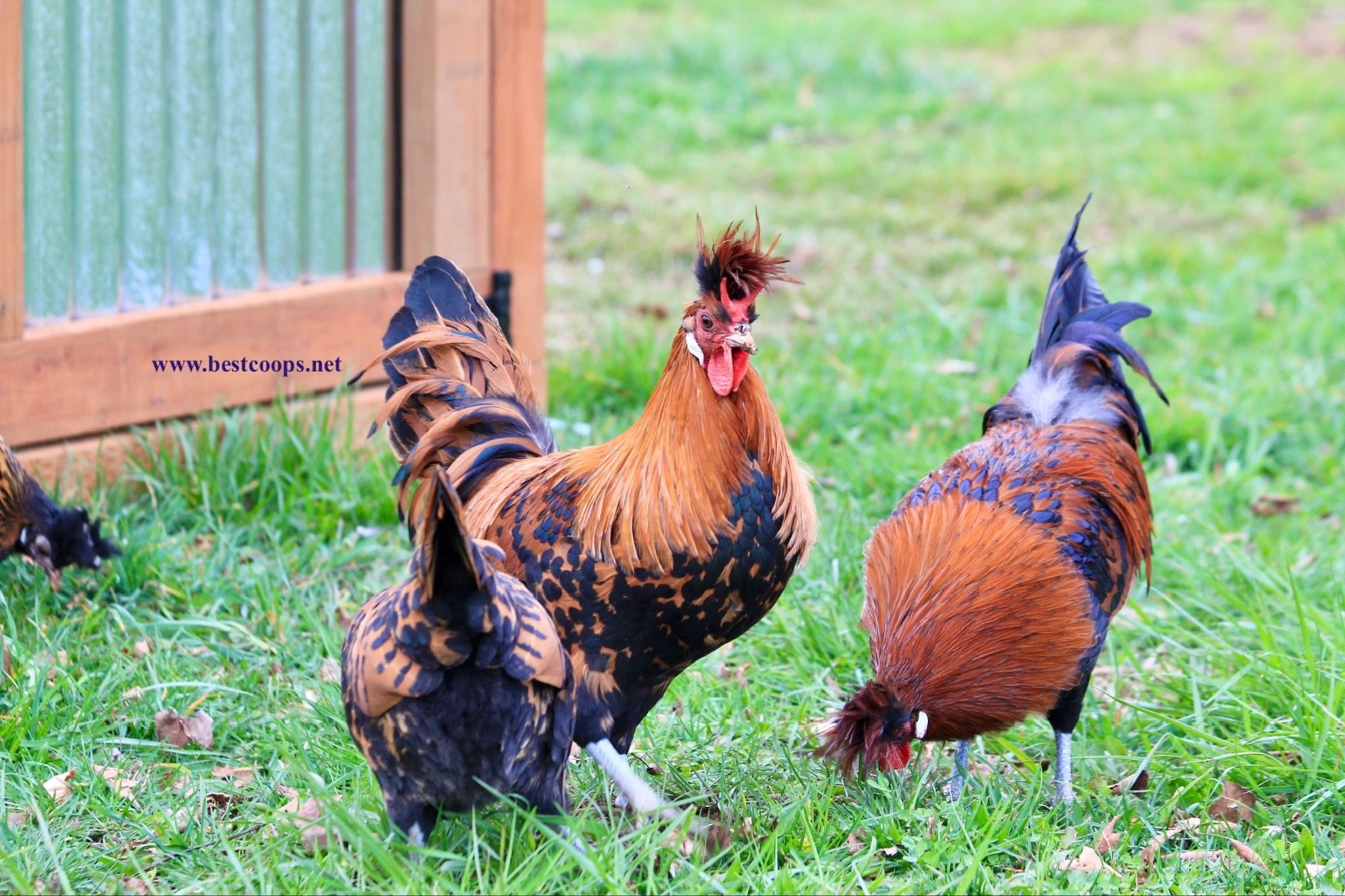 10+ Gold Appenzeller Chicken Hatching Eggs