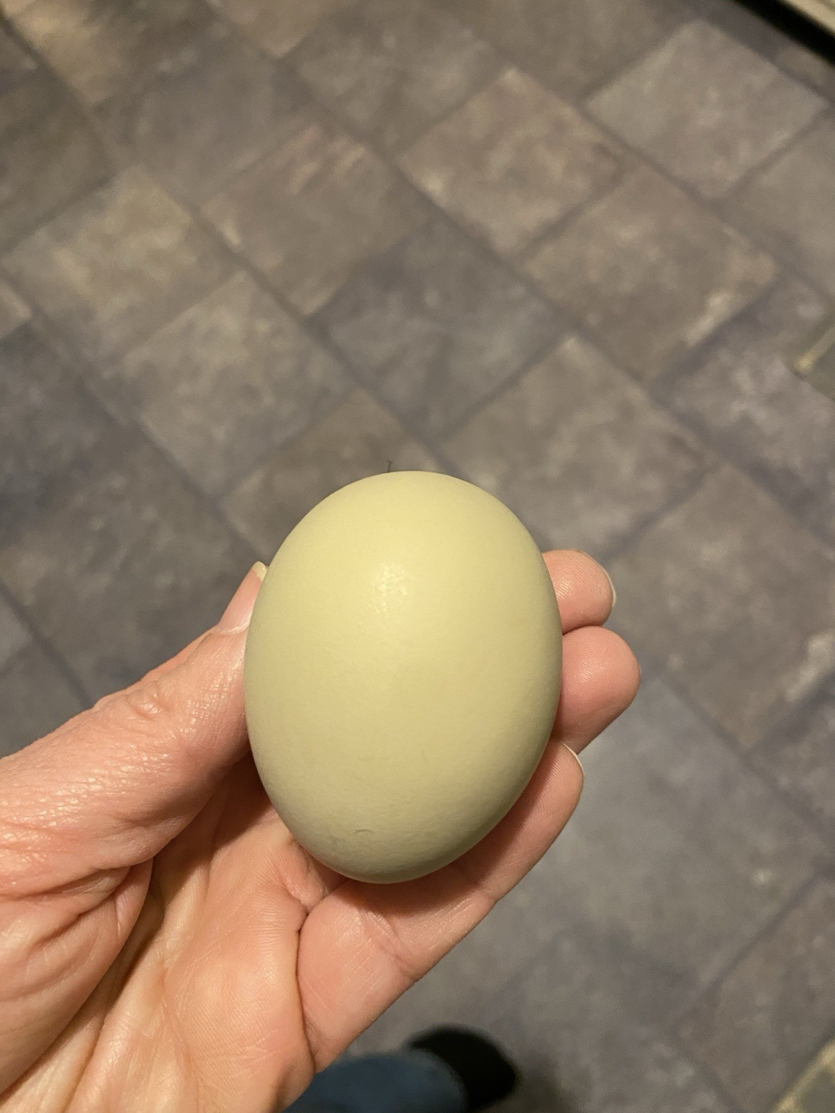 (6) F1, F2, F3 Speckled Olive Moss Egger Hatching Eggs