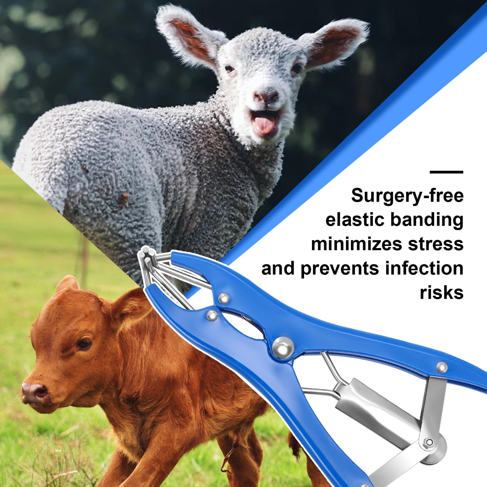 Goat Banding Kit, Stainless Steel Elastrator with 200pcs 3-Size Small, Blue