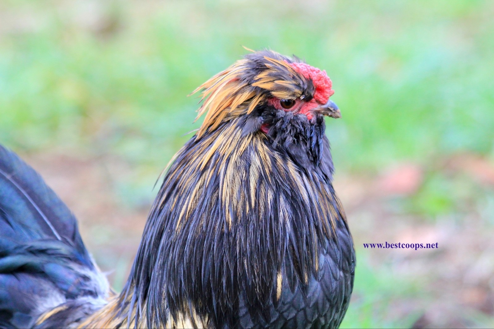 6+ Fertile Barbu De Watermael Chicken Hatching Eggs