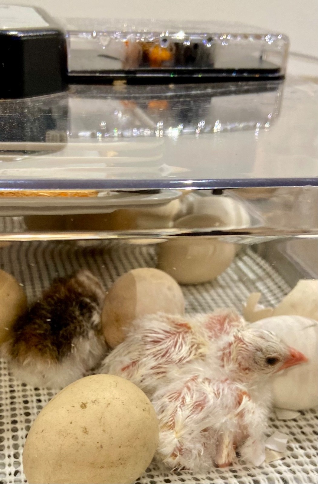 6 Fertile Guinea Fowl Hatching Eggs, Mixed Barnyard Flock, Beautiful Colors!