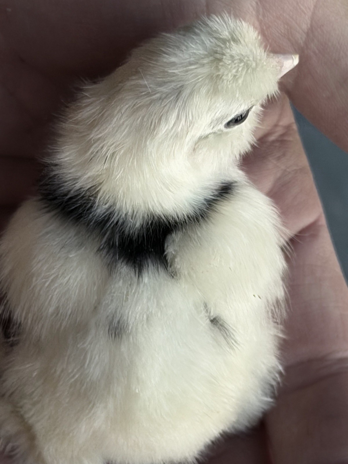 6 Paint Silkie Chicken Hatching Eggs From Show Quality Stock – READ!!!
