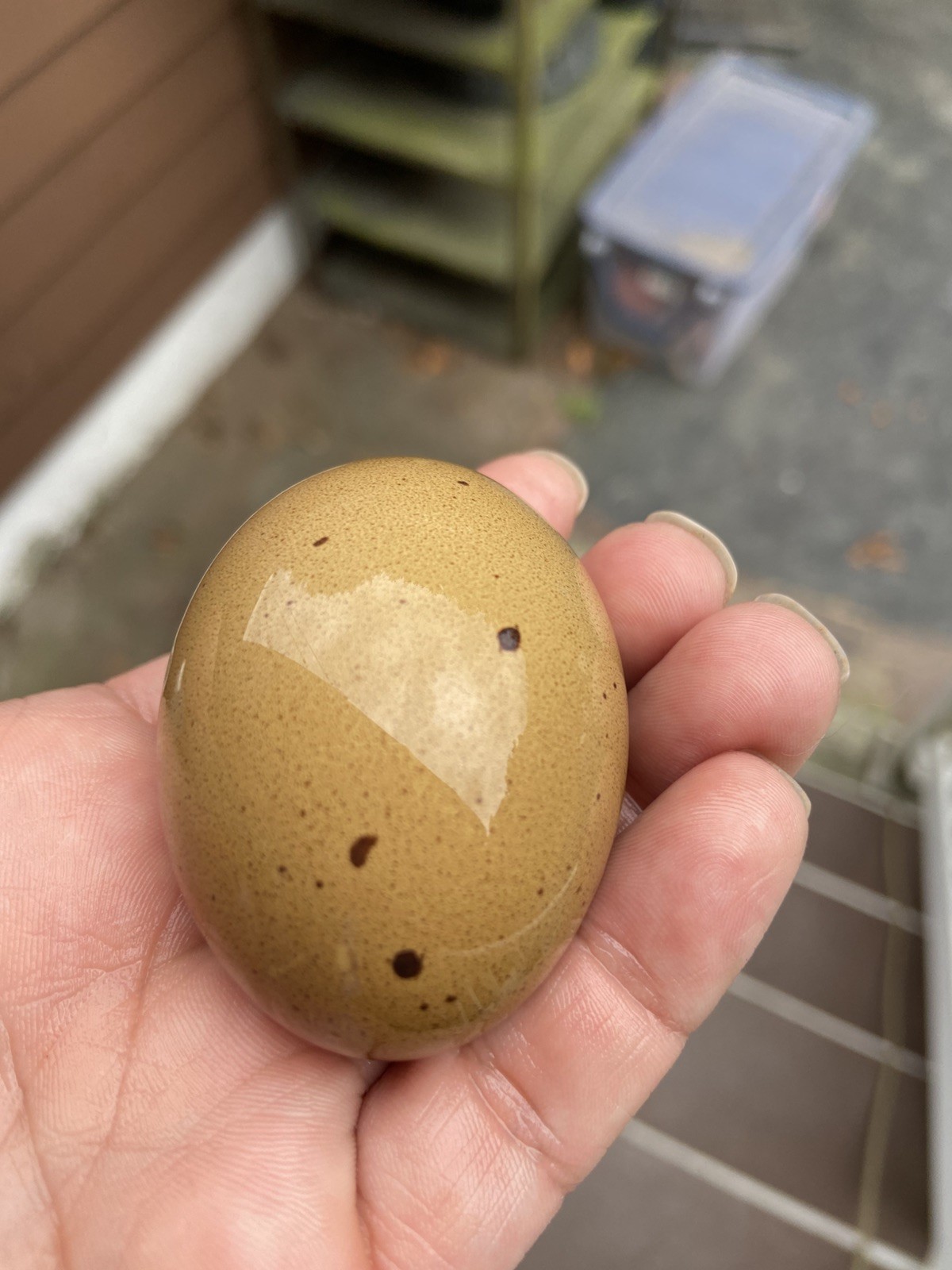 (6) F1, F2, F3 Speckled Olive Moss Egger Hatching Eggs