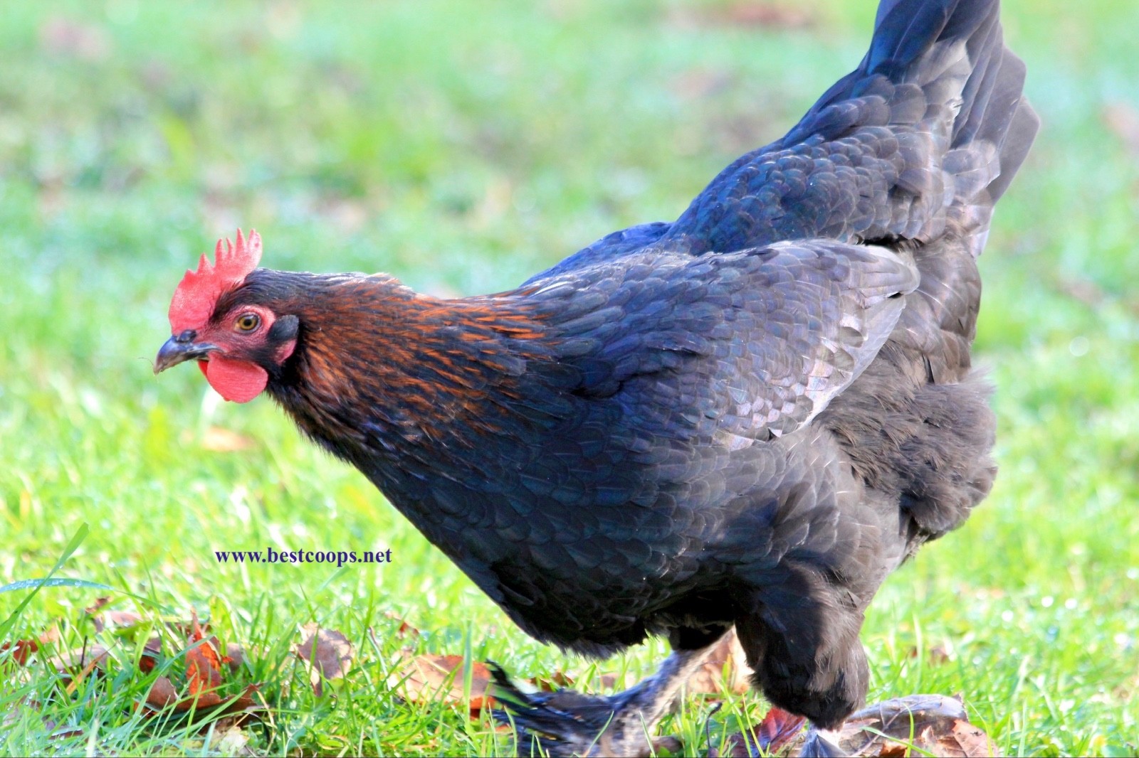 10+ Fertile Black Copper Marans Chicken Hatching Eggs