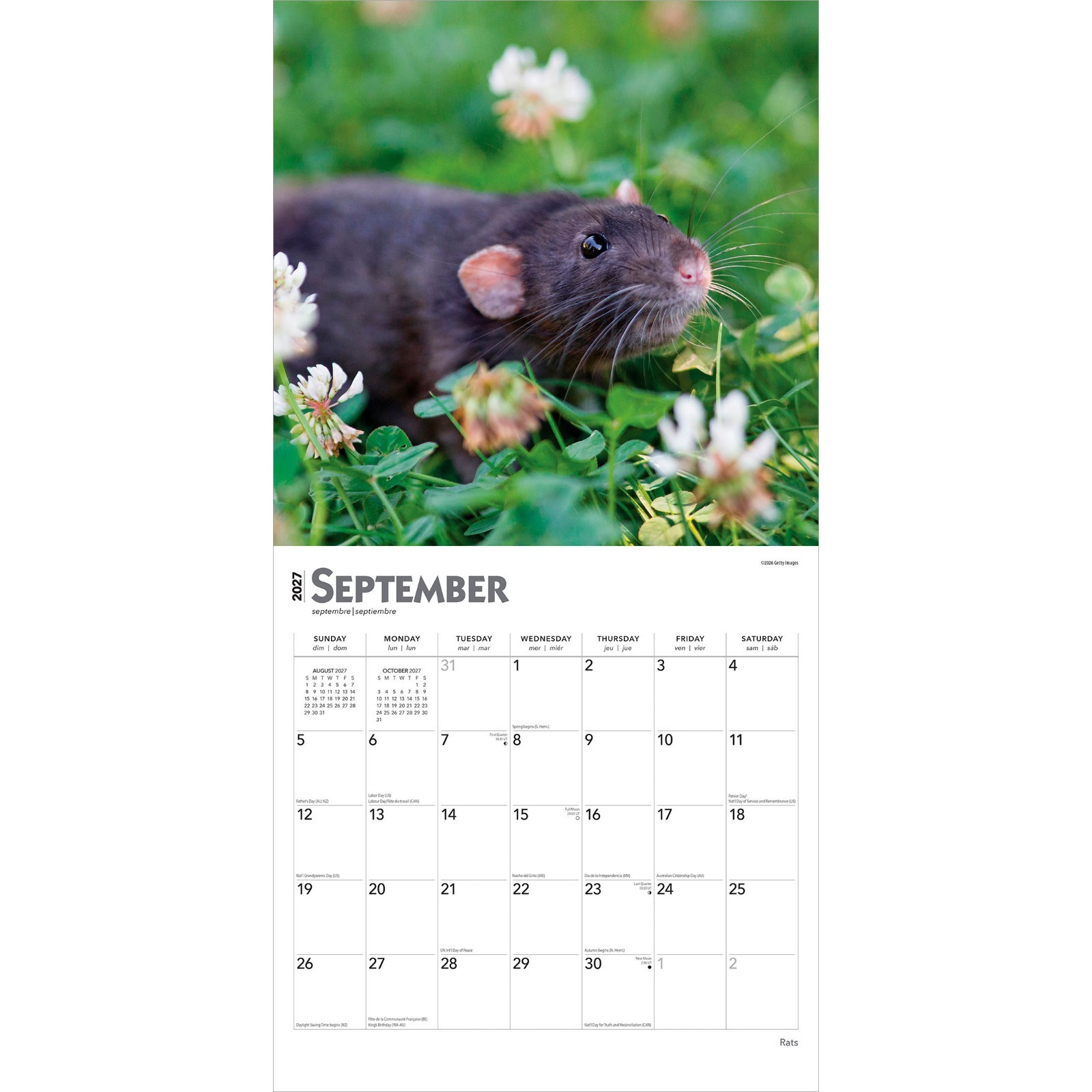 Rats | 2027 12×24″ (Hanging) Monthly Square Wall Calendar | Plastic-Free