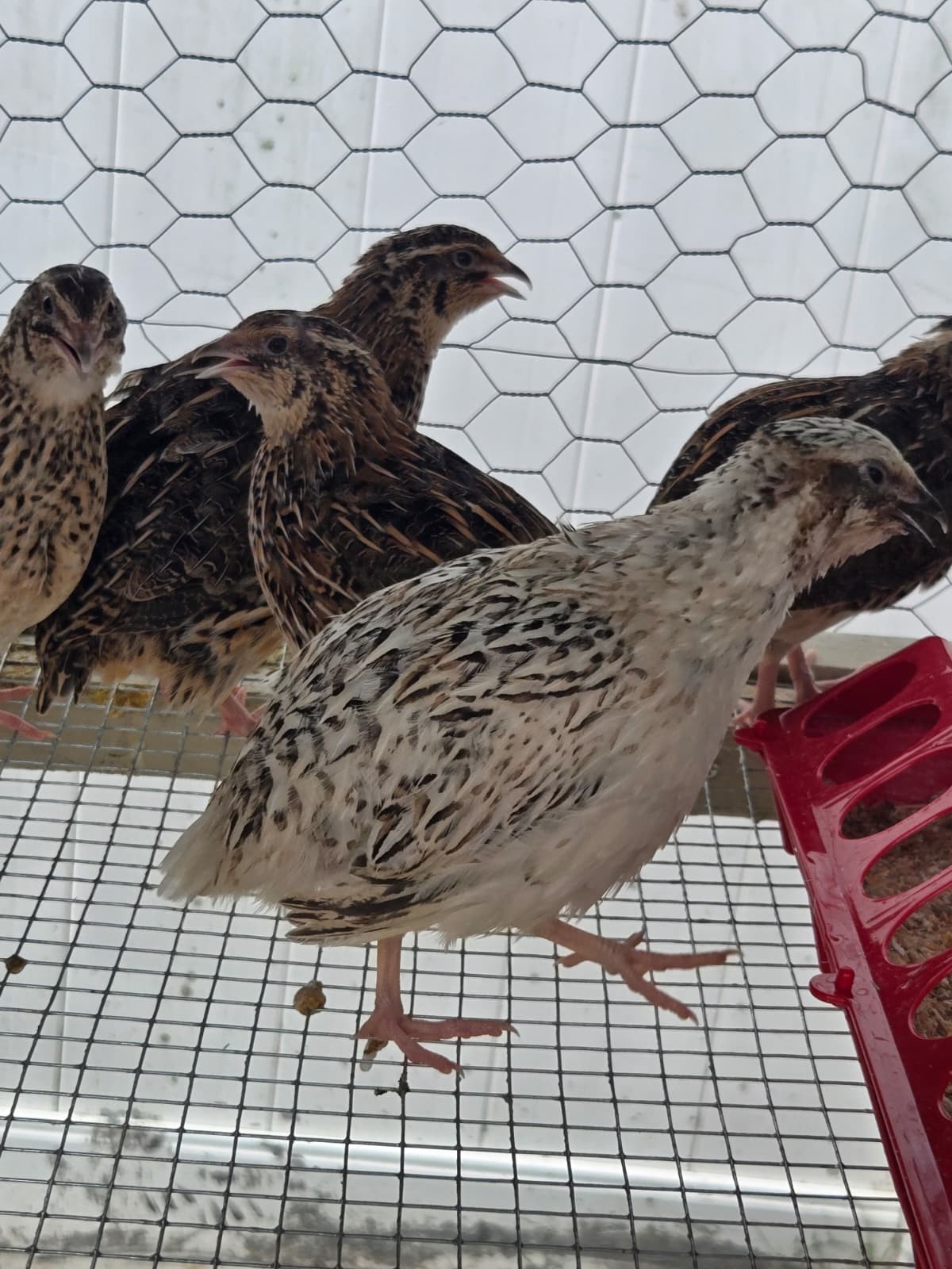 54 Eggs,Live Quail Chicks Mixed Colors – Quail Poultry Type, Live Bird,