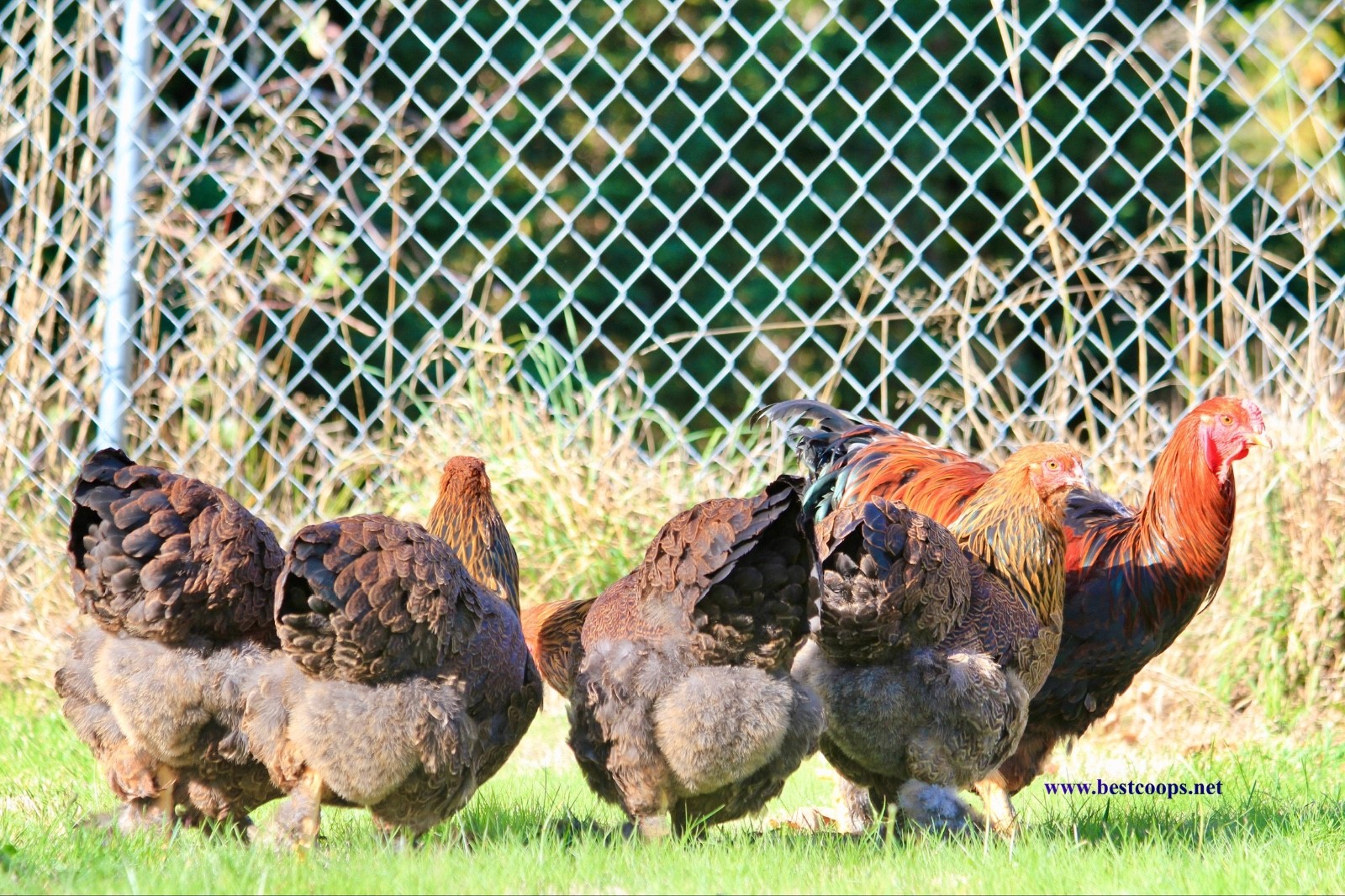 10+ Fertile Brahma Chicken Hatching Eggs Gold Laced Isabella Partridge Lavender