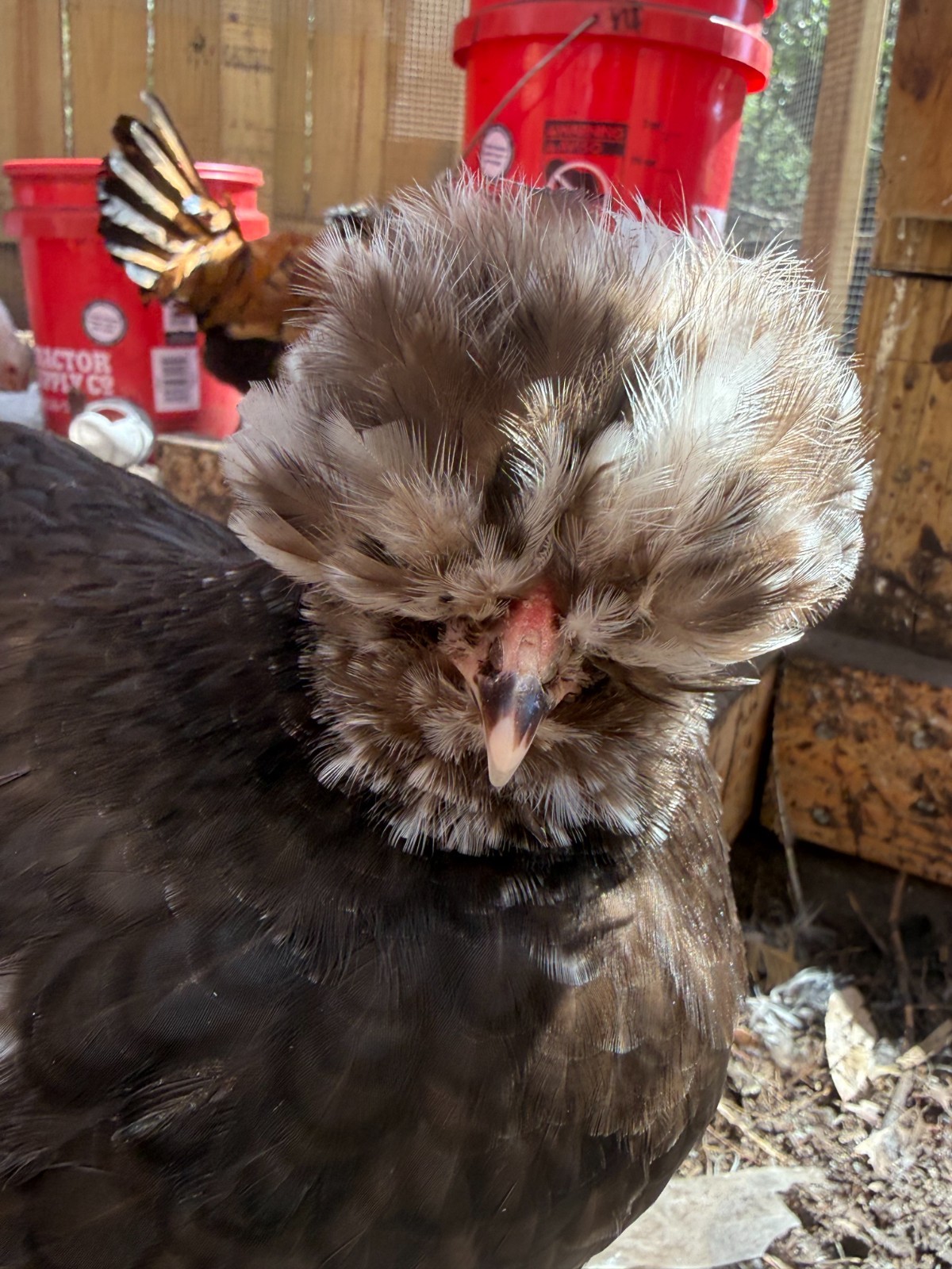 Chicken hatching eggs FBCM rooster over variety of hens (listed in description)