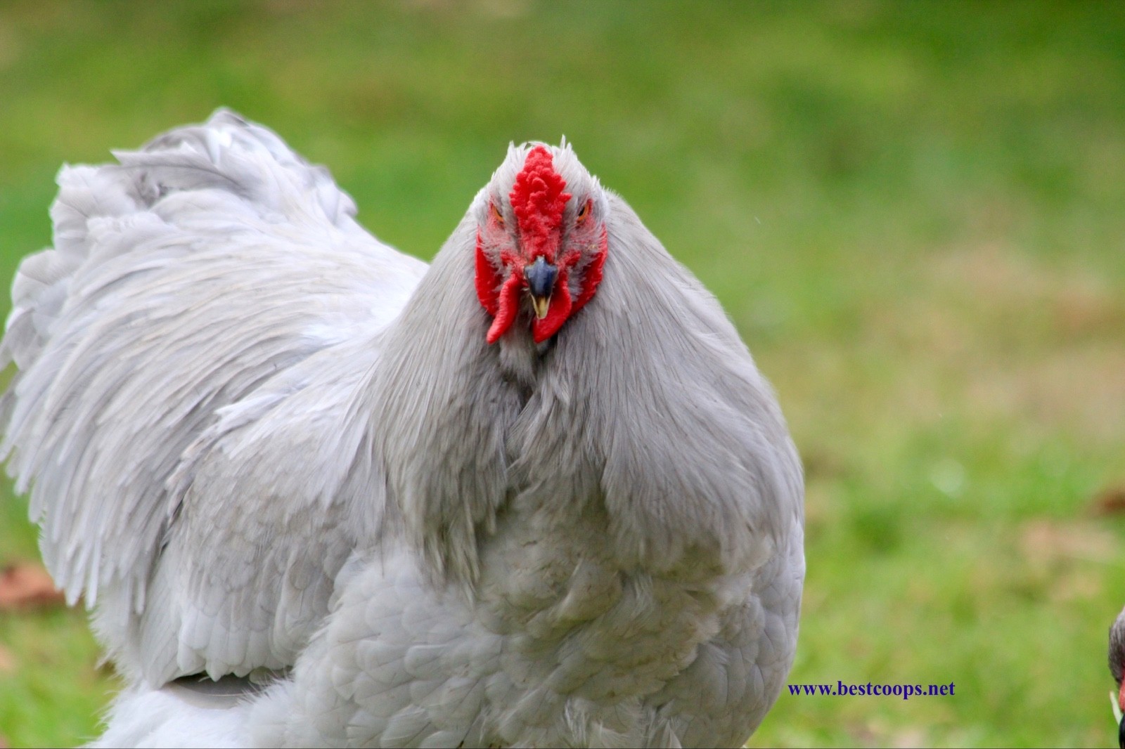 10+ Fertile Brahma Chicken Hatching Eggs Gold Laced Isabella Partridge Lavender