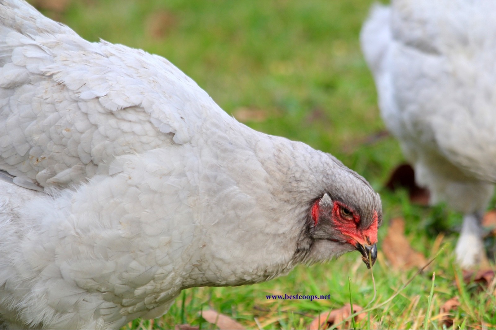 10+ Fertile Brahma Chicken Hatching Eggs Gold Laced Isabella Partridge Lavender