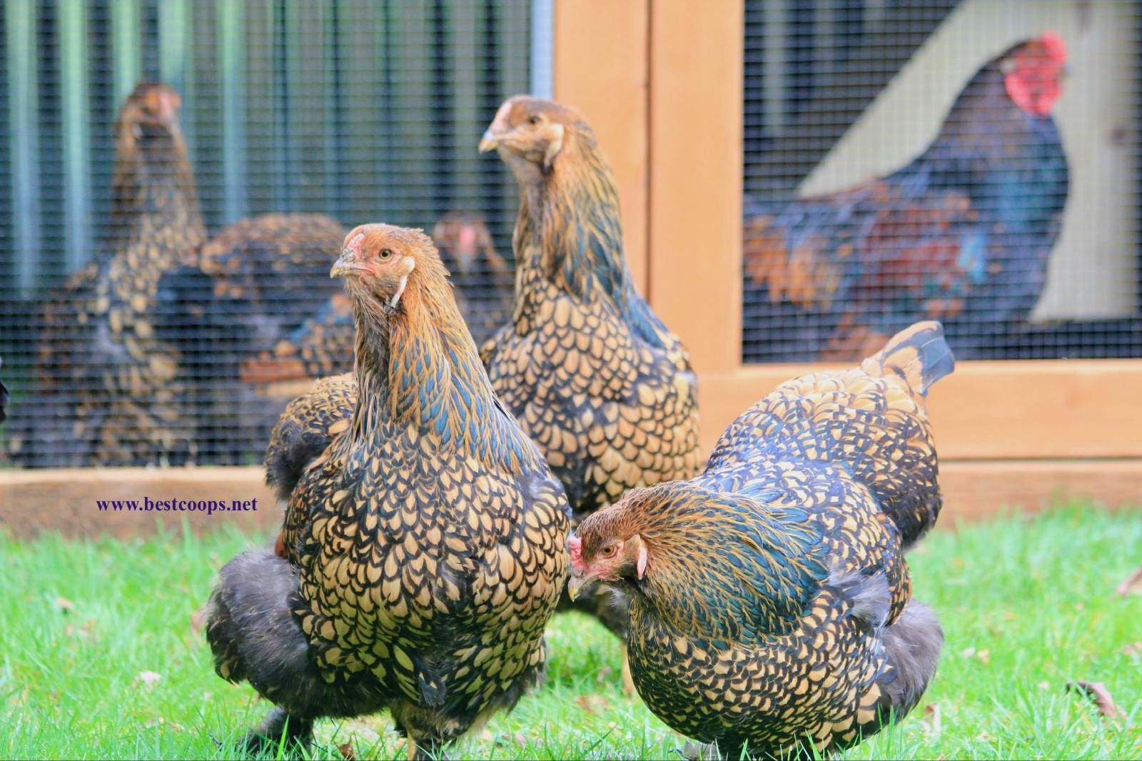10+ Fertile Brahma Chicken Hatching Eggs Gold Laced Isabella Partridge Lavender
