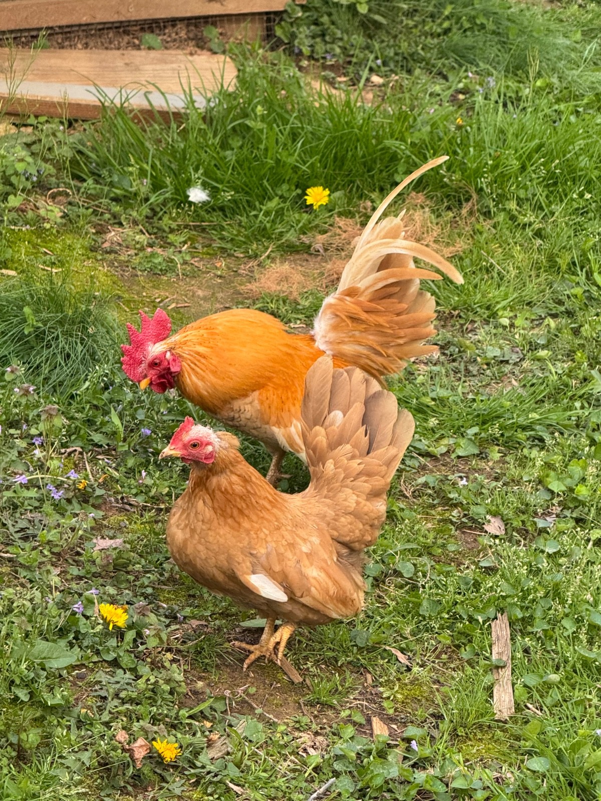 6 + small Show Quality Serama chicken Hatching Eggs