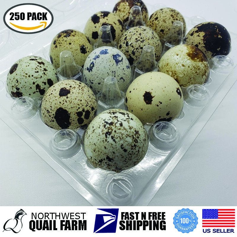 Jumbo Quail Egg Cartons 12 Cell (3×4) 250pcs – Secure Snap Close, Fast Shipping