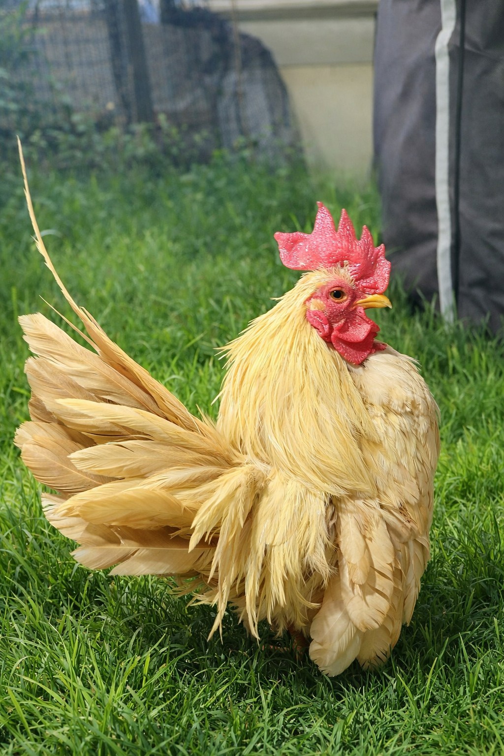 2+1 Micro & Size A & B 100% Pure Serama Hatching Eggs Malaysian And Traditional
