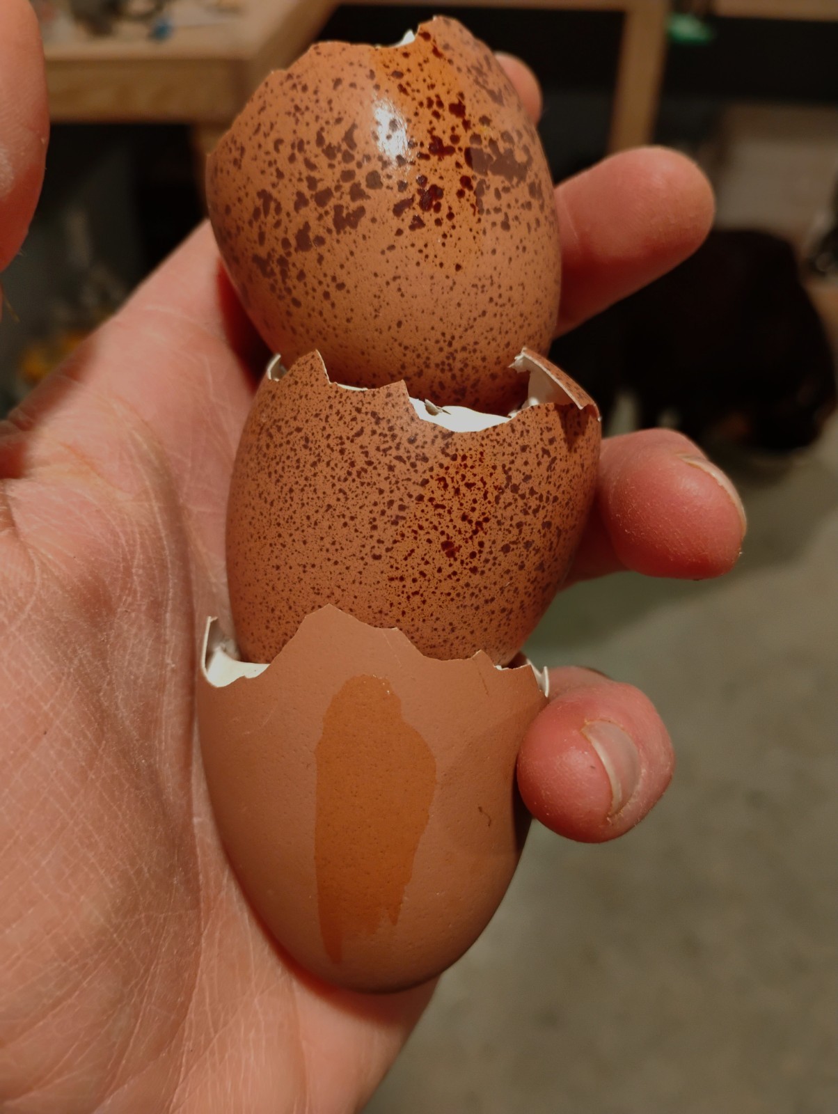 Fertilized Rainbow Hatching Eggs 12+++