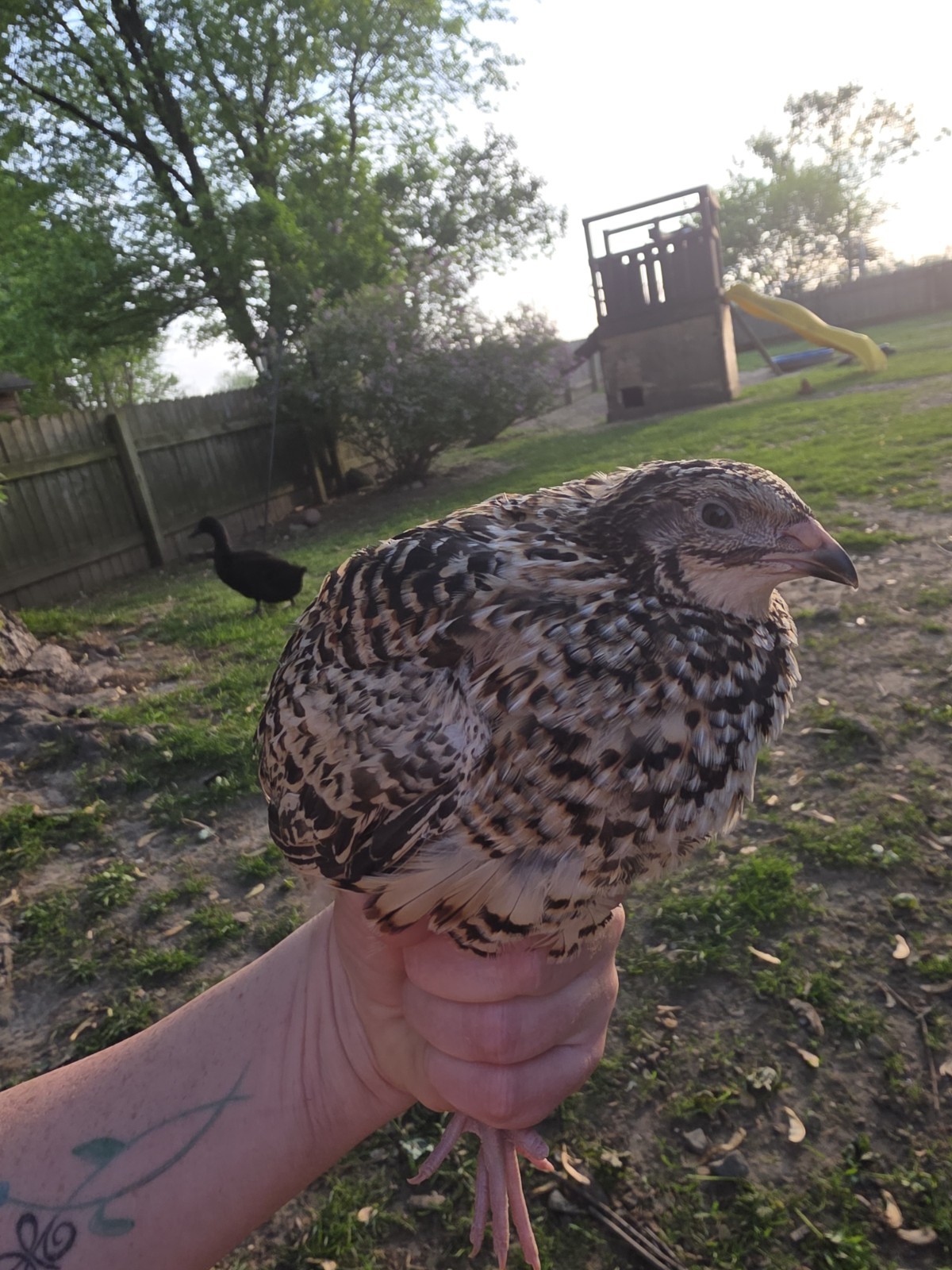 24 (2 dozen) quail hatching eggs coturnix mixed with jumbo all colors