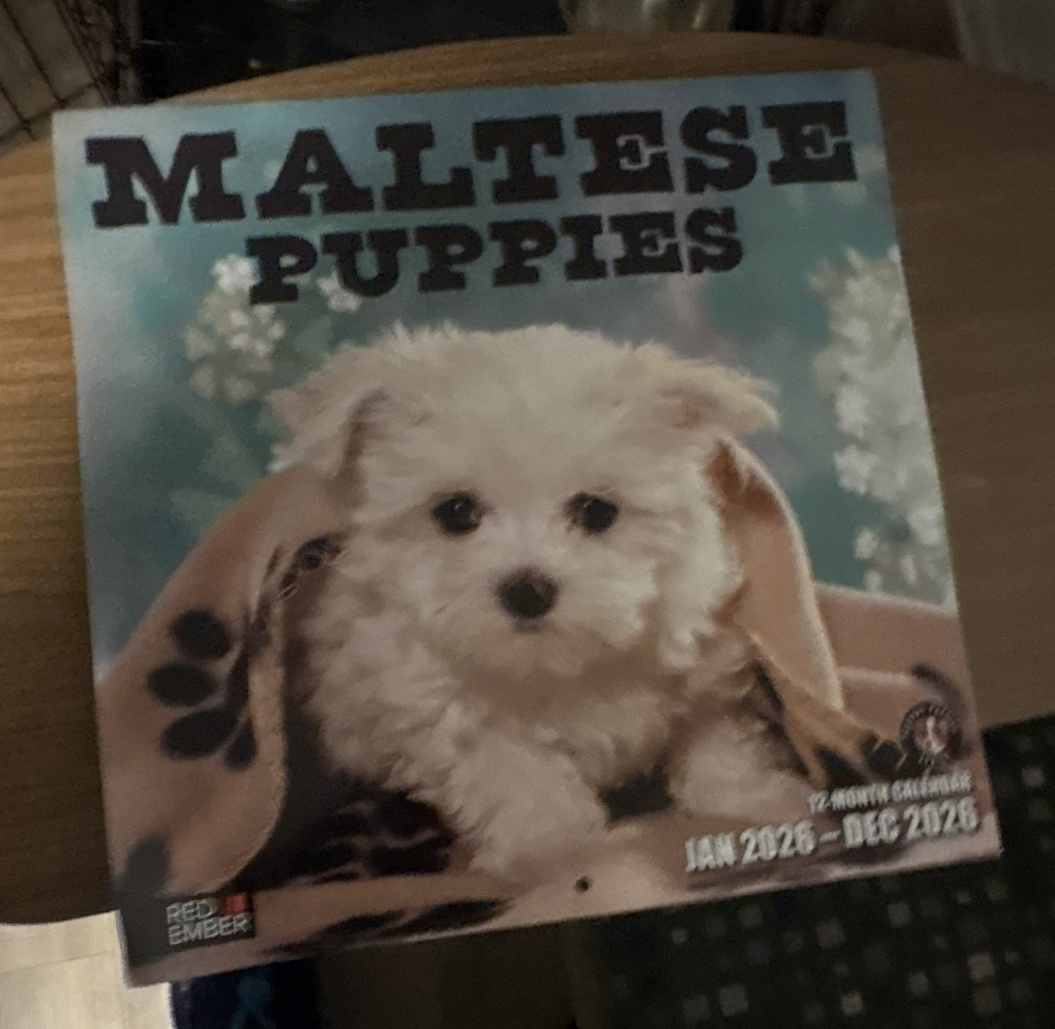 Red Ember Maltese Puppies Wall Calendar 2026 12-Month Calendar