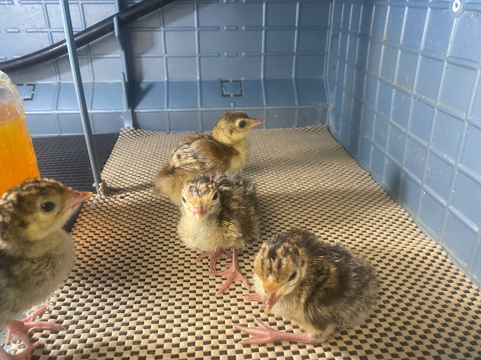 Osceola Hybrid Turkey Hatching Eggs (One Dozen)