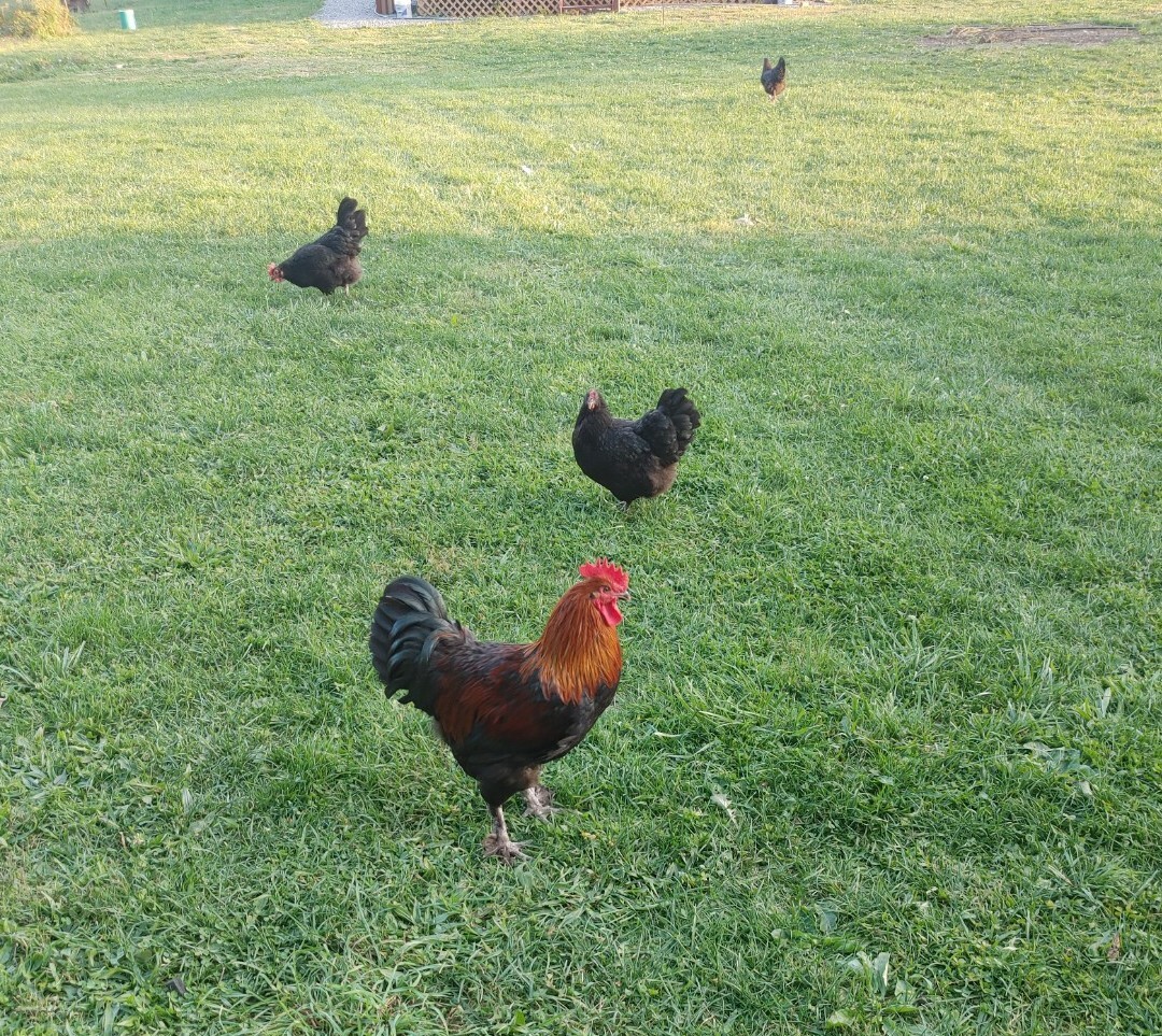 18+ French Black Copper Maran FBCM chicken fertile hatching eggs FAST SHIPPING!