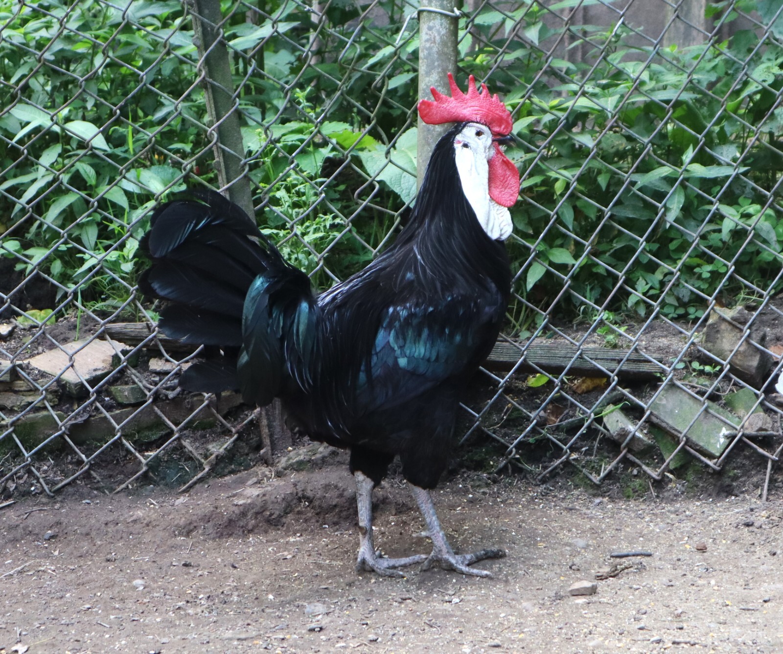 12 LF White Face Black Spanish Eggs Imported from Spain