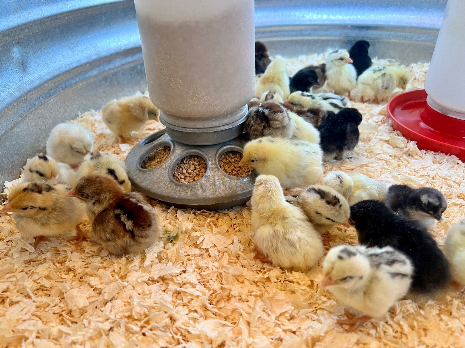 18+ Fertile Show Quality Serama Chicken Hatching Eggs
