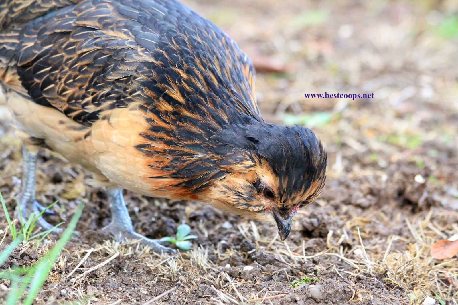 6+ Fertile Barbu De Watermael Chicken Hatching Eggs