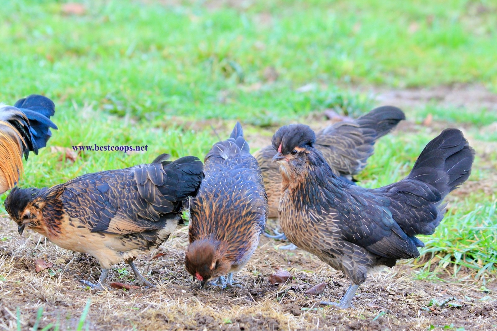6+ Fertile Barbu De Watermael Chicken Hatching Eggs