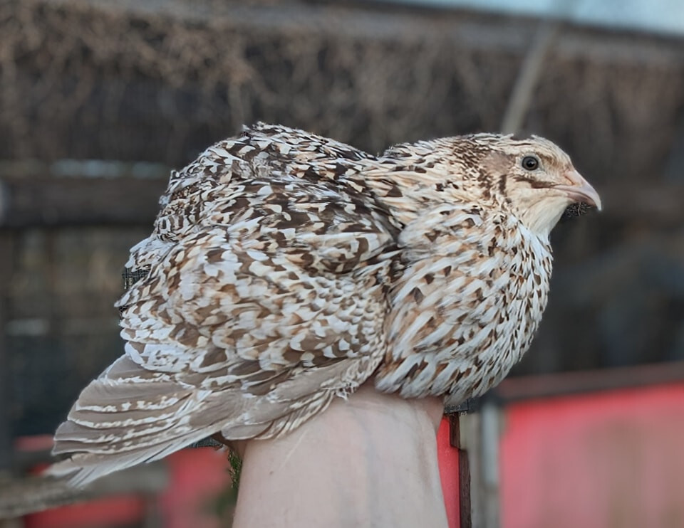 150+ extras Coturnix Quail Hatching Eggs NPIP Flock – UPS Shipping