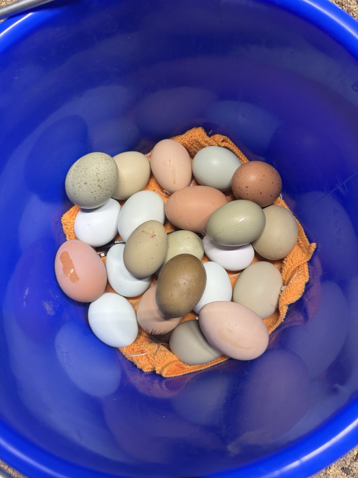 12+ Silverudd Rooster Crossed Rainbow Hatching Eggs
