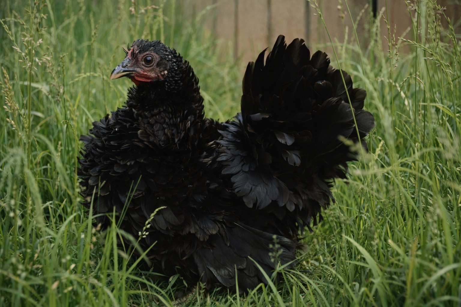 2+1 Micro & Size A & B 100% Pure Serama Hatching Eggs Malaysian And Traditional