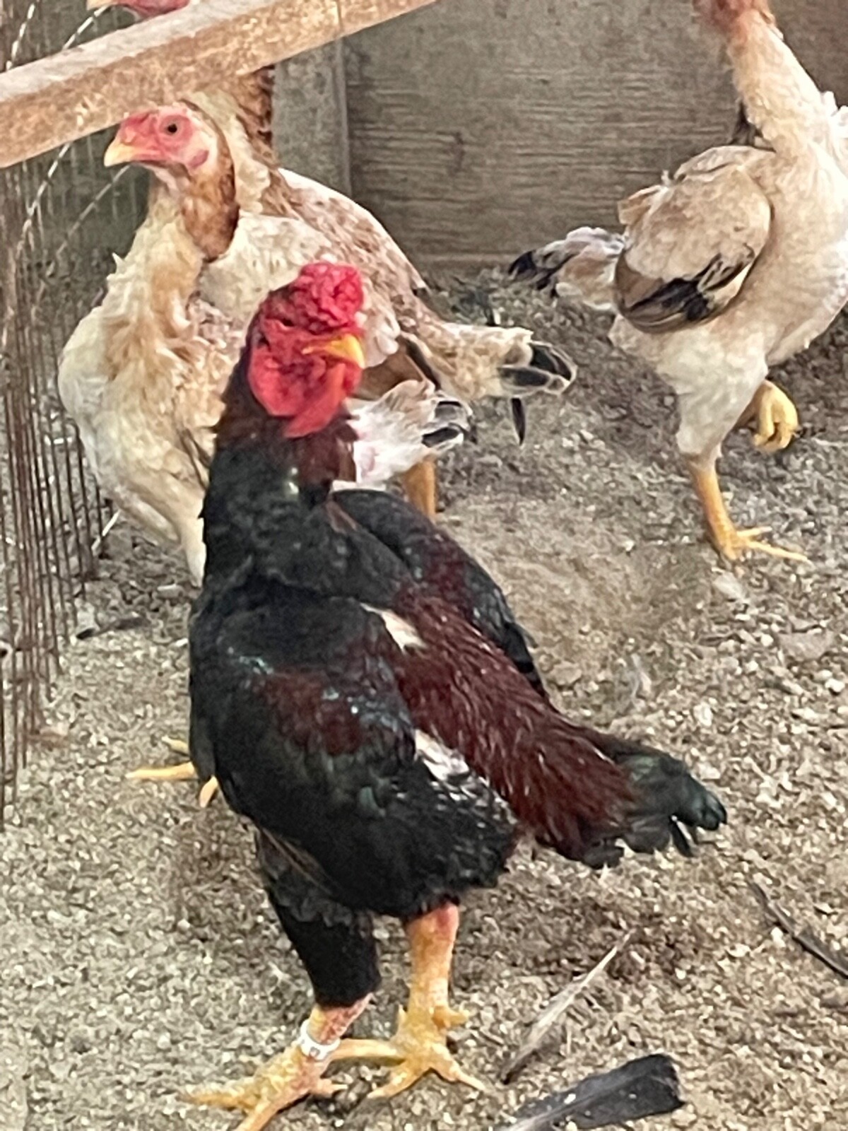 7 KO SHAMO BANTAM EGGS VERY FRESH SUPERB QUALITY these will Ship 2 day FedEx
