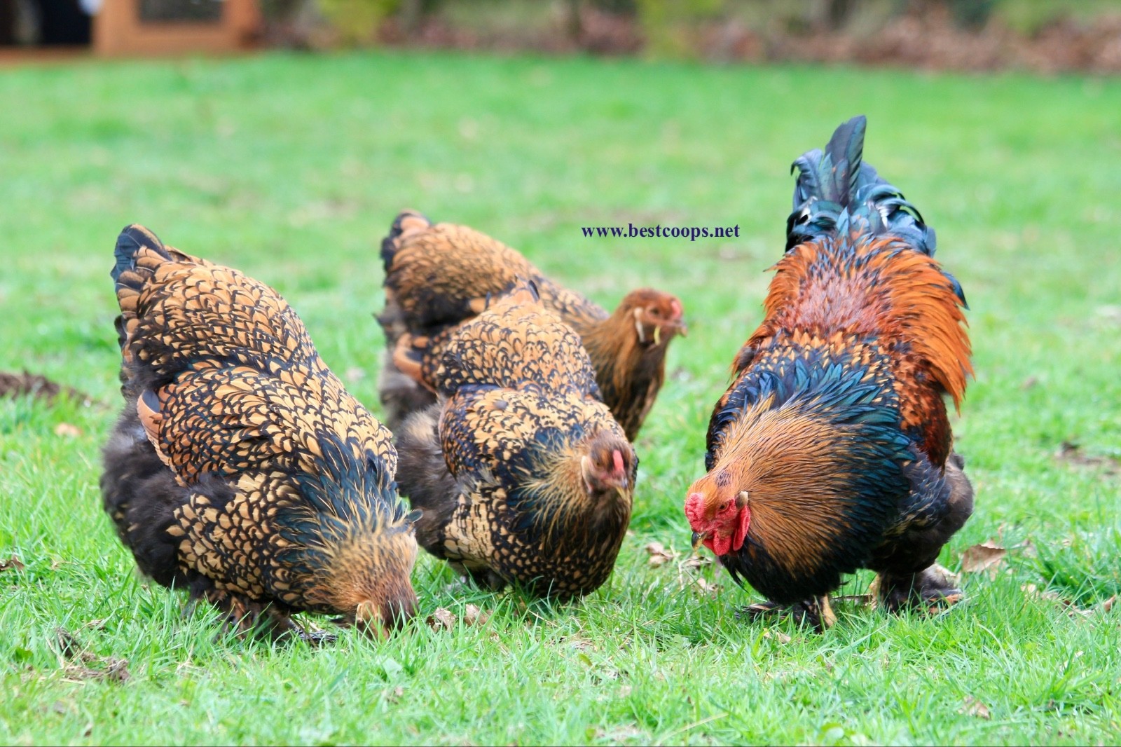 10+ Fertile Brahma Chicken Hatching Eggs Gold Laced Isabella Partridge Lavender