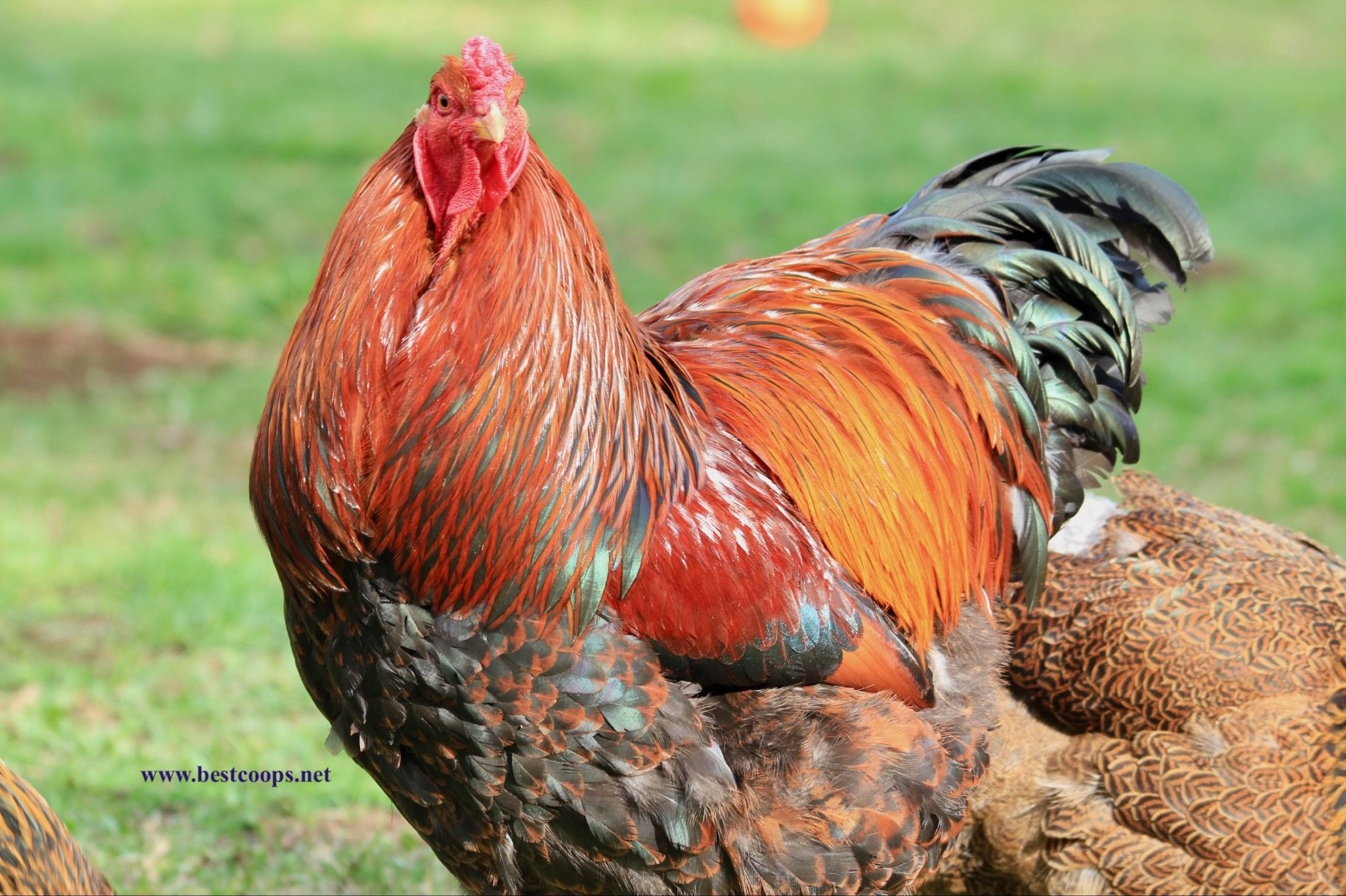 10+ Fertile Brahma Chicken Hatching Eggs Gold Laced Isabella Partridge Lavender