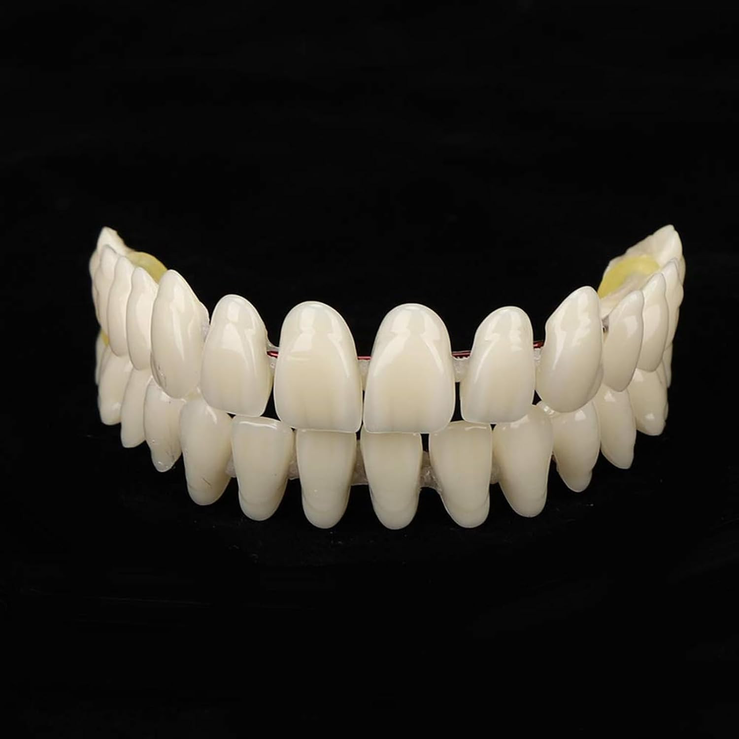 2Pack /20 Set Resin Denture False Teeth, Teeth Teaching Model Resin Denture US