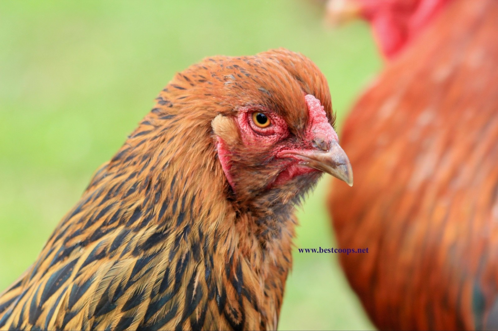 10+ Fertile Brahma Chicken Hatching Eggs Gold Laced Isabella Partridge Lavender
