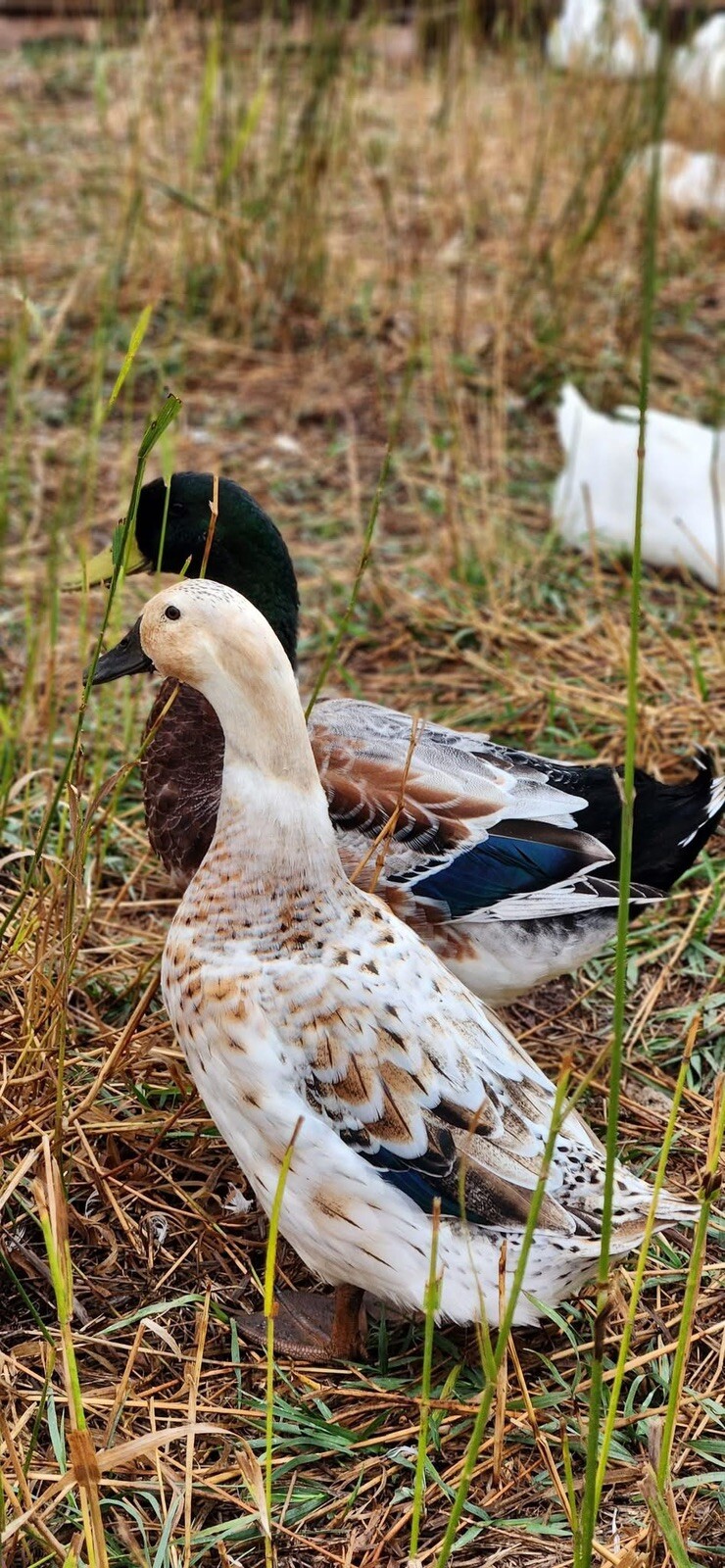 12+ Assorted Duck Fertile Hatching Eggs – Cayuga, Blue Sweddish, Acona, Magpie
