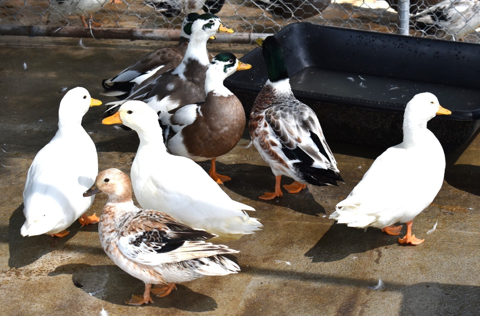 Call Duck Hatching Eggs buying 3 plus 1 free extras Variety of Colors MINI DUCKS