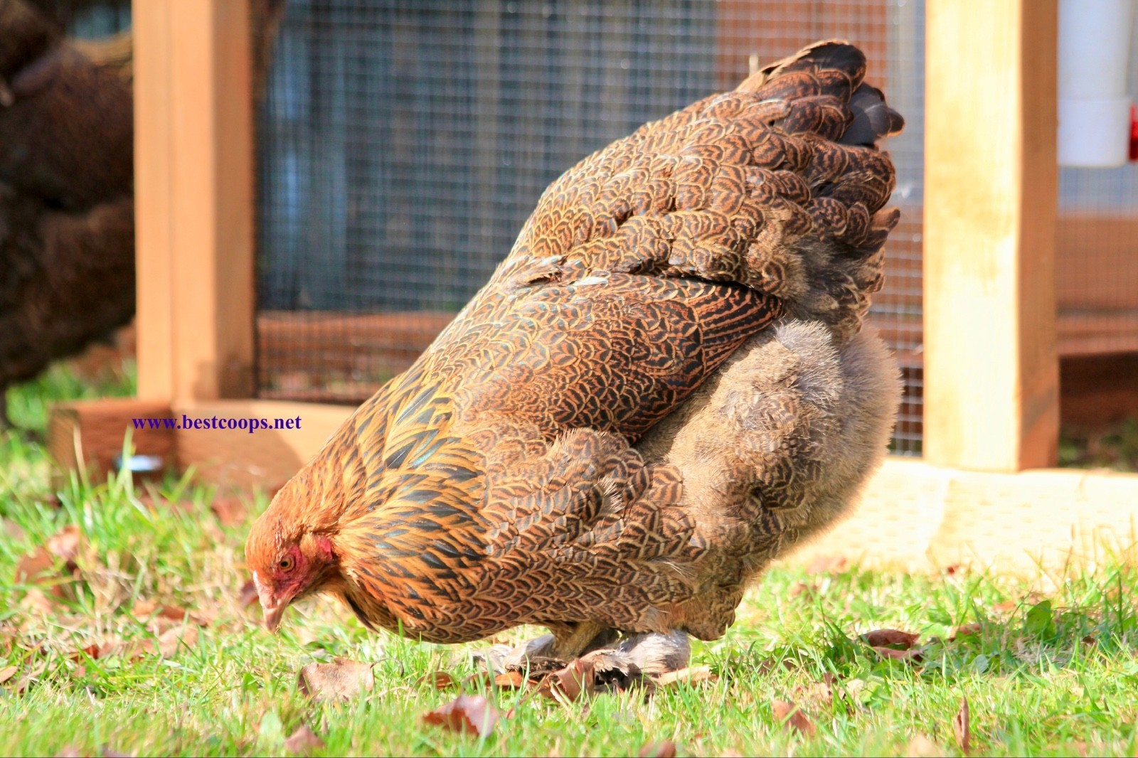 10+ Fertile Brahma Chicken Hatching Eggs Gold Laced Isabella Partridge Lavender